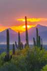 USA-Arizona-Saguaro National Park Sonoran Desert and mountains at sunset Art Print